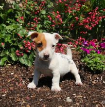 Exceptional Working Line Jack Russell Terrier Puppies Available