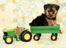 Exceptional Working Line Yorkie Puppies Available