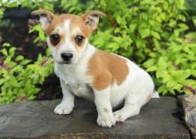 Adorable Jack Russell Terrier Puppies-Male/Female left!!