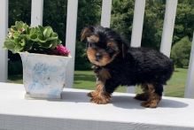 Lovely Yorkie pups -READY TO pick up