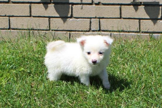 American Eskimo Puppies ready to go home! Health Guarantee Incl. Image eClassifieds4u