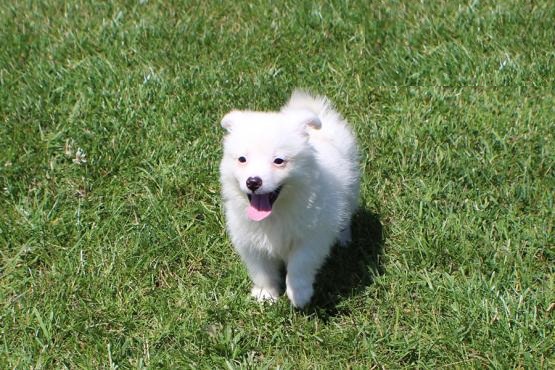 CKC Reg'd American Eskimo Puppies- 2 LEFT Image eClassifieds4u