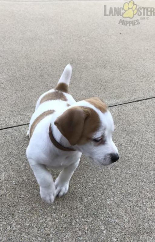 Jack Russell Terrier Puppies ready to go home! Health Guarantee Incl. Image eClassifieds4u