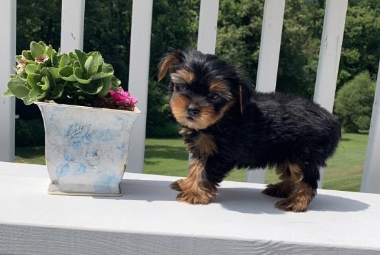 Lovely Yorkie pups -READY TO pick up Image eClassifieds4u