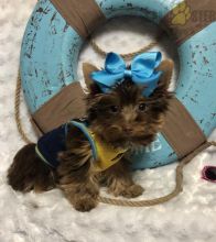 ***Gorgeous RARE Yorkie Puppies*** Image eClassifieds4U