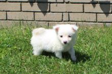 American Eskimo Puppies ready to go home! Health Guarantee Incl. Image eClassifieds4U