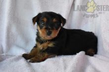 CKC Quality Yorkies Image eClassifieds4U