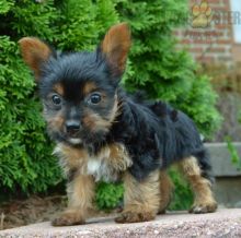Adorable Yorkie Puppies-Male/Female left!! Image eClassifieds4U