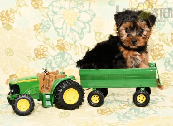 Yorkie pups!!! Meet them Now ! Image eClassifieds4u