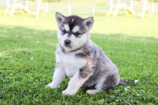 ***ALASKAN MALAMUTE PUPPIES-READY FOR NEW HOMES*** Image eClassifieds4u