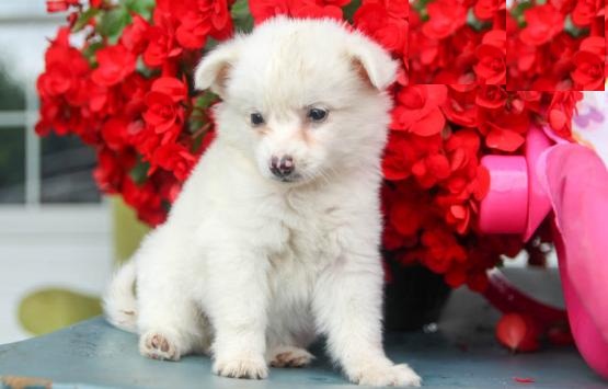 ❤️❤️ American Eskimo Puppies ❤️❤️ Girl & Boy ❤️ ❤️ Image eClassifieds4u