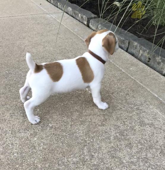 ***Gorgeous RARE Jack Russell Terrier Puppies*** Image eClassifieds4u