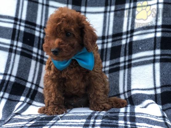 ***TOY POODLE PUPPIES-READY FOR NEW HOMES*** Image eClassifieds4u