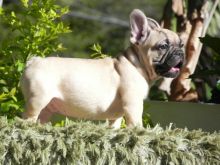 Adorable French bulldog Puppies. So gentle and affectionate.