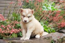 ❤️❤️ Alaskan Malamute Puppies ❤️❤️ Girl & Boy ❤️ ❤️