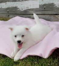 ***AMERICAN ESKIMO PUPPIES-READY FOR NEW HOMES***