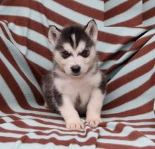 ❤️❤️❤️ CKC REGISTERED ALASKAN MALAMUTE PUPS❤️❤️❤️