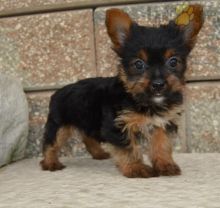 ❤️❤️❤️ CKC REGISTERED YORKIE PUPS❤️❤️❤️