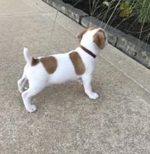 ***Gorgeous RARE Jack Russell Terrier Puppies***