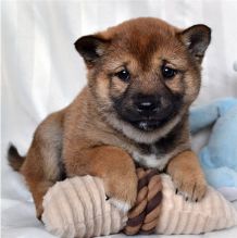 Super Amazing Shiba Inu Puppies Available