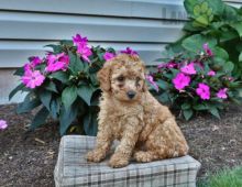 ❤️❤️ Toy Poodle Puppies ❤️❤️ Girl & Boy ❤️ ❤️