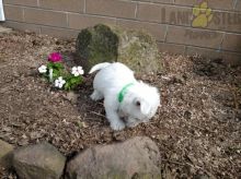***WESTIE PUPPIES-READY FOR NEW HOMES***