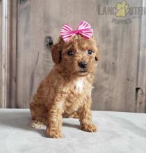 12 weeks old Toy Poodle Pups *Trained*