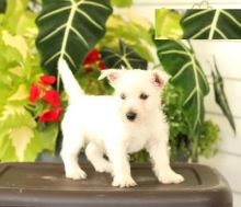 12 weeks old Westie Pups *Trained*