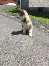 Alaskan Malamute Puppies ready to go home! Health Guarantee Incl.