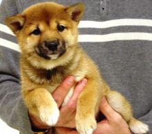 Amazing Shiba Inu Puppies For New Homes.