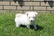 American Eskimo Puppies ready to go home! Health Guarantee Incl.