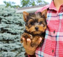 Angelic and Lovable Yorkie Puppies Available For Good Homes