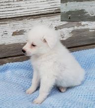 Beautiful American Eskimo puppies ready to be rehomed