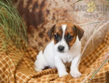 Beautiful Jack Russell Terrier puppies ready to be rehomed