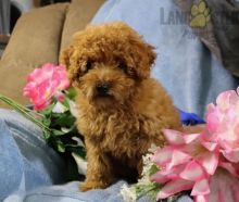 Beautiful Toy Poodle puppies for adoption~non shedding