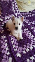 Beautiful Westie puppies for adoption~non shedding
