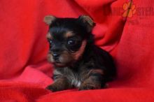 CKC Quality Yorkies