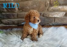 CKC Reg'd Toy Poodle Puppies- 2 LEFT