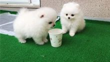 Cute and adorable Pomeranian puppies for adoption