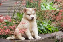 Exceptional Working Line Alaskan Malamute Puppies Available