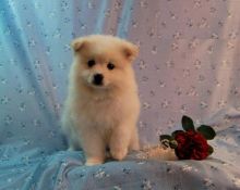 Exceptional Working Line American Eskimo Puppies Available