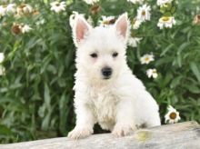 Exceptional Working Line Westie Puppies Available