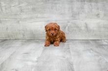 FANTASTIC TOY POODLE PUPPIES AVAILABLE