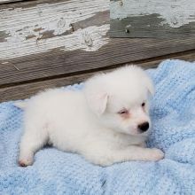 Adorable American Eskimo Puppies-Male/Female left!!
