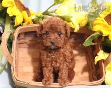 Adorable Toy Poodle Puppies-Male/Female left!!