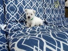 Adorable Westie Puppies-Male/Female left!!