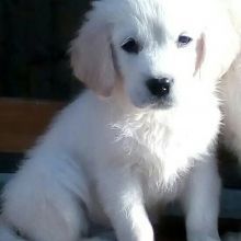 golden retriever puppies for adoption(334)-218-7966