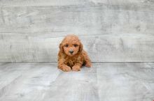 GORGEOUS TOY POODLE PUPPIES FOR GREAT HOMES