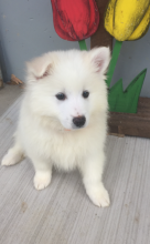 Lovely American Eskimo pups -READY TO pick up