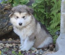 Only 2 available! Alaskan Malamute pups! **Vaccinated**